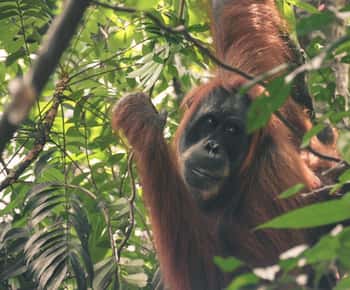 Bukit Lawang: hele dag jungletrek met orang-oetans spotten