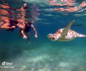 Akumal: rondleiding met snorkelen naar schildpadden en foto's
