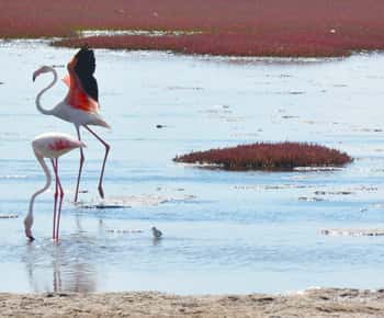 swakopmund city tour dune 7 pink lake pink flamingos