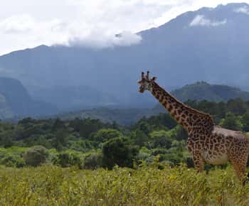Arusha National Park Full-Day Safari