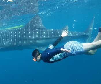 Cebu: Whale Shark Swim and Kawasan Canyoneering Tour
