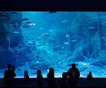 Aquarium-Ticket mit Shuttle-Bus von Sultanahmet