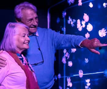 American Dream: SEA LIFE® Aquarium Entry Ticket