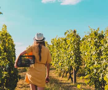 Exklusive Wein Tour: Sardisches Weingut + Hin- und Rücktransfer
