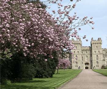 De la Londra: Excursie de o jumătate de zi la Windsor cu bilete la castel