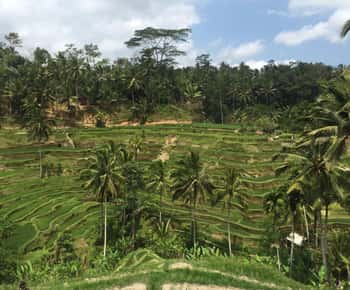 Ubud Tour Monkey Forest Rice Terraces Bali Swing Tirta Empul
