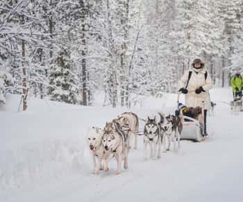 Levi Polar Lights Tours: Path of the Gnome Husky Safari 15km