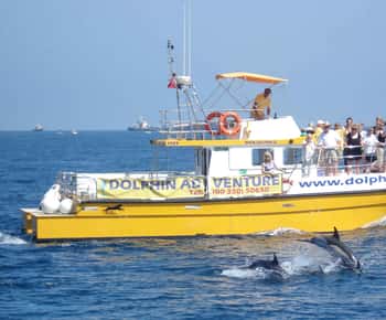 Gibraltar: Tur de observare a delfinilor