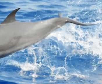 Martinique: Dolphin watching and snorkeling with turtles