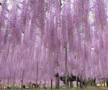 Tokyo: Giriş Bileti ile Ashikaga Çiçek Parkı