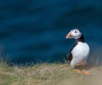 Fra Aberdeen: Tur med en lille gruppe på North East Coastal Trail