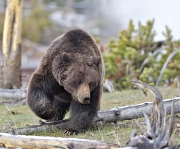 Private Highlight's Tour of Yellowstone National Park