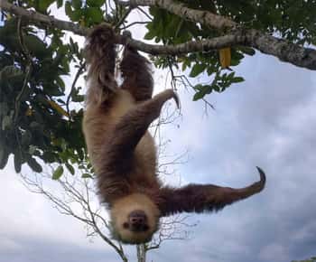 La Fortuna: Guaranteed Sloth & Howler Monkey Watching Tour