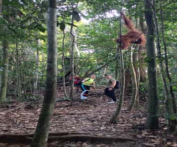 Bukit Lawang: Orang-oetan Tour & Prachtig Jungle Uitzicht