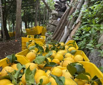 Maiori: Amalfi Coast Path of Lemons Day Trip with Tastings