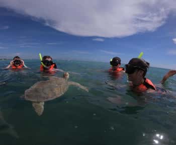 Akumal: Snorkeling guiado com tartarugas marinhas e mergulho em recife de coral