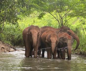 Chiang Mai: Elephant Dream Project Sanctuary - Half-Day