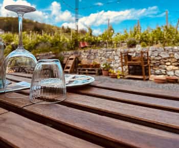 Tour pela vinha e degustação de vinhos