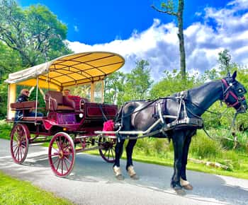Killarney: Tour particular pelo Parque Nacional de Killarney