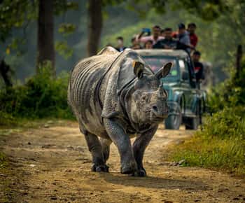 From Kathmandu/Pokhara: 3 Day All-Inclusive Chitwan Safari