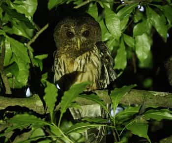 Monteverde: Oktari Monteverde Night Walk Tour