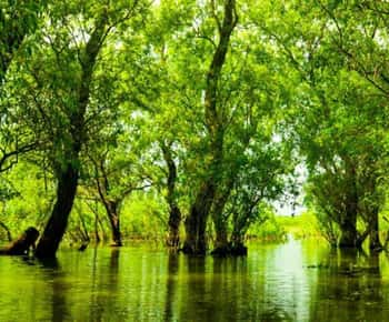 Sulina: Letea Forest Day Trip