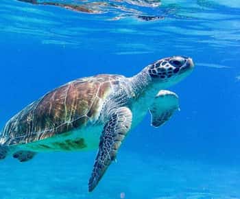 Willemstad: Swim with Turtles and Beach Hopping Tour