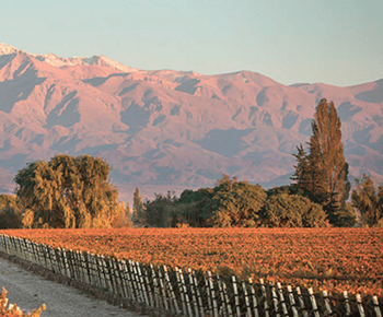 Mendoza : visite d'un vignoble, dégustation et déjeuner à Pasaje La Reta