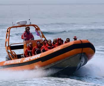 From Victoria: Whale Watching Tour by Zodiac Boat