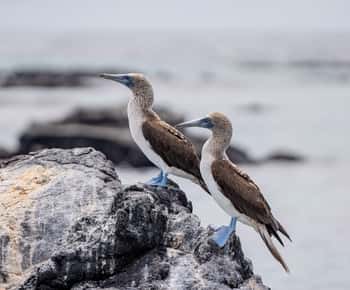 Tutustu Cabo Rosan tunneleihin Isabela: snorklausta, eläimiä ja maisemia