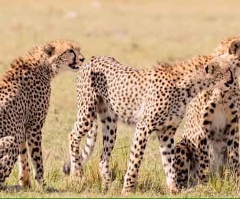 4 days Tsavo East, Amboseli and saltlick lodge safari