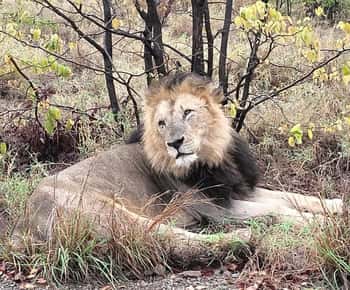 Kruger Park Safari from Maputo