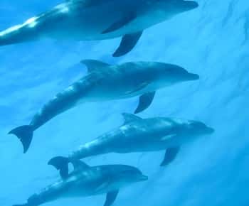 Zanzibar: Mnemba Island Snorkeling and Dolphin Tour