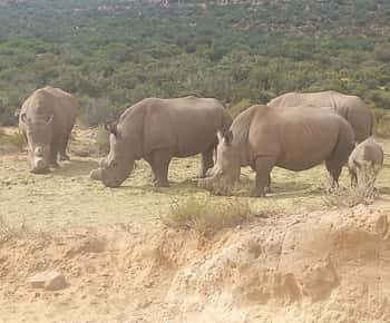 開普敦：阿奎拉野生動物保護區日落觀賞之旅