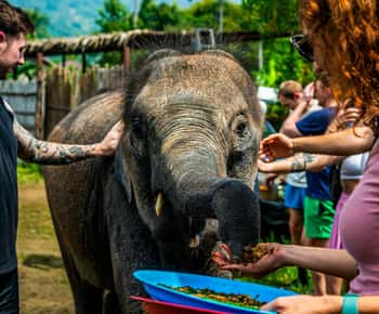 Koh Samui: Santuario de Elefantes y Excursión a la Selva con Almuerzo