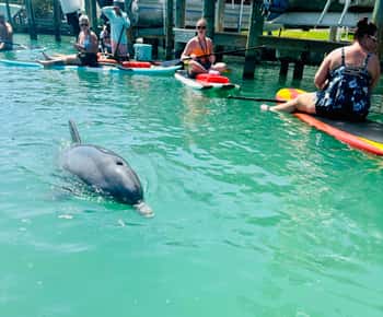 Bonita Springs Dolphin, Manatee & Sea Turtle Adventure Tour!