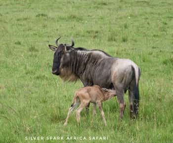 Nairobi: 4-Day Game Safari to Maasai Mara and Lake Naivasha