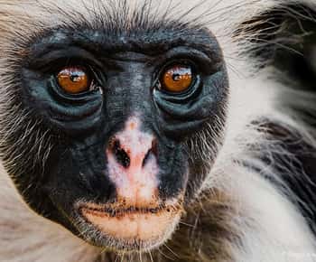ZANZIBAR: Discover Red Colobus Monkeys and Sea Turtles Tour.