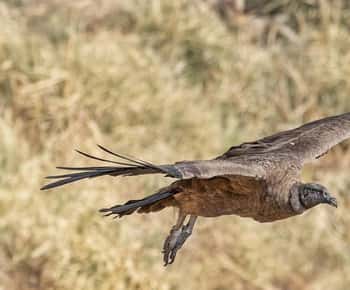 Vanuit Córdoba: Condor kijken en Los Lampazos waterval tocht met lunch