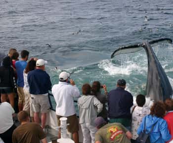 Provincetown: Whale-Watching-Bootsfahrt