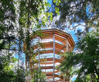 Beyond the Treetop Walk & Tower Entry Ticket