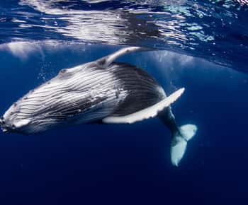 Private excursion: humpback whale watching and swimming in Moorea