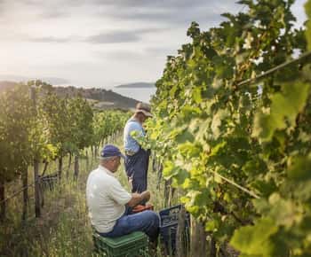 Evening of Wine and Scenic Views in Skiathos