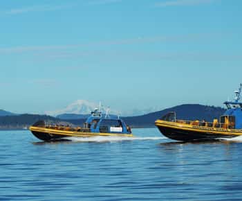 Vancouver, BC: Whale Watching Tour with Guide