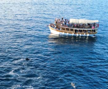 Novigrad: Sunset Dolphin Watching Boat Tour by Matek