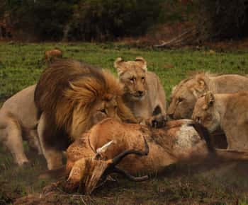 Port Elizabeth: Schotia Safaris Game Reserve Safari