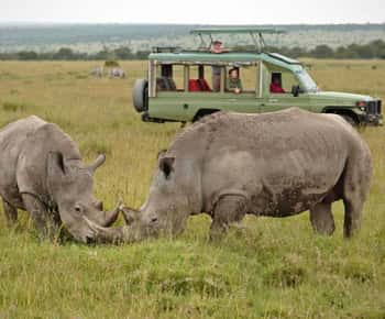 Da Nairobi: Pernottamento Ol Pejeta Conservancy Safari