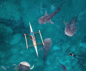 Bohol: Whale Shark Snorkel Tour with Hotel Pickup