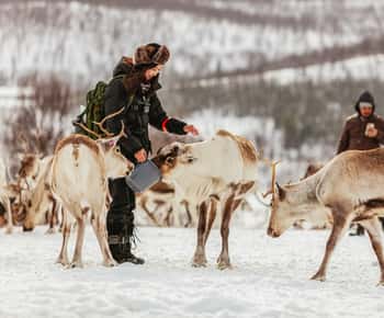 Tromsø: Reindeer Sledding & Feeding with a Sami Guide