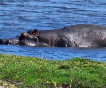Chobe : Sunset Cruise
